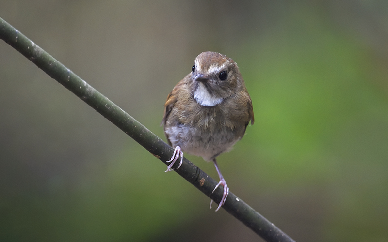 White-gorgeted Flycatcher (Anthipes monileger) at Phia Oac-Phia Den Bird Hides - Northern Vietnam. Photo by: Bui Duc Tien - Vietnam Bird Photography Tours - Vietbirdphototours.com
